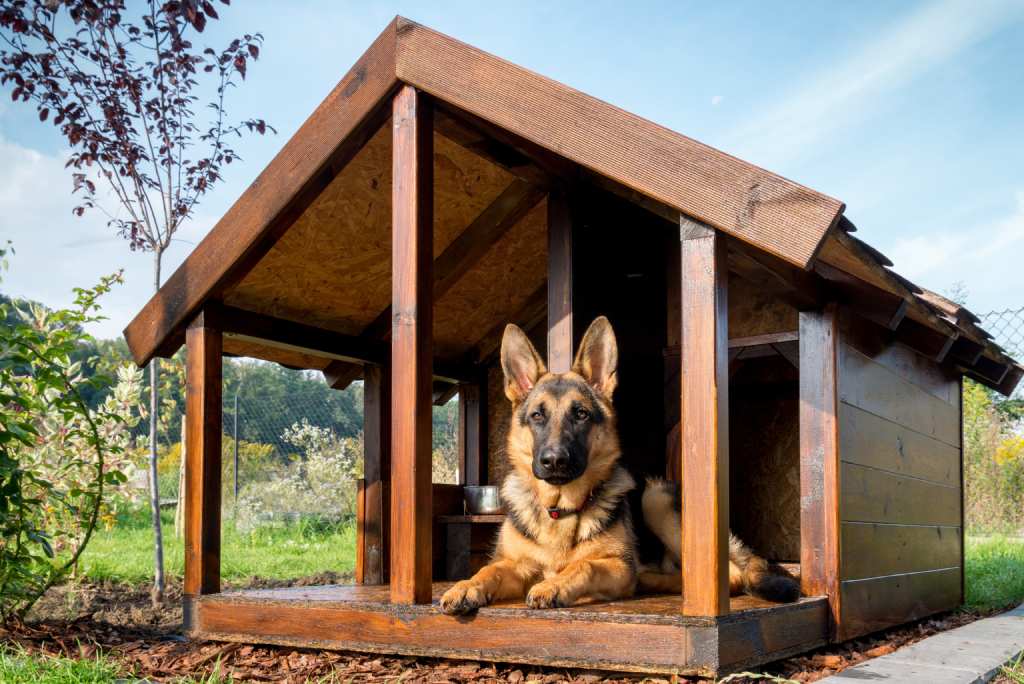 Hoe kies je een kennel voor een hond?