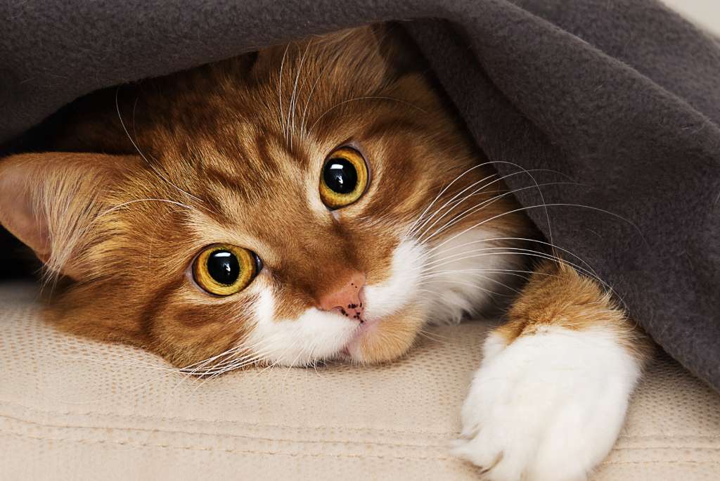 Tot hoeveel graden kan een kat buiten zijn